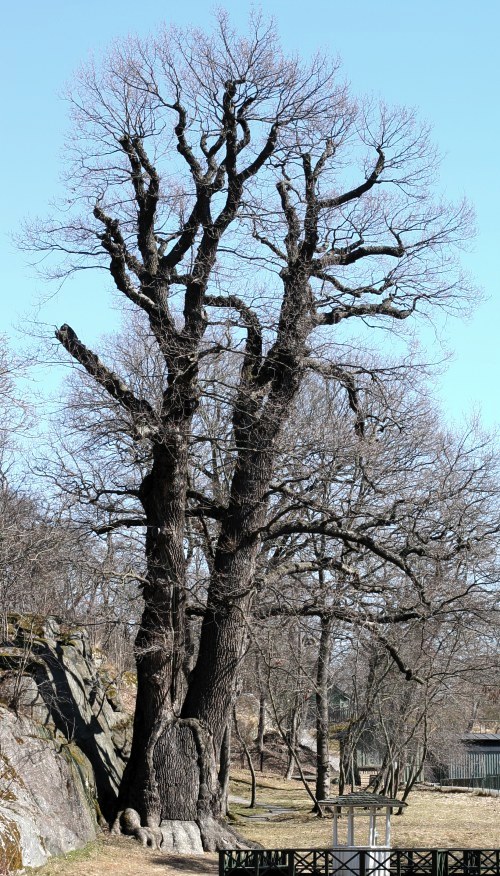Quercus robur – en tvåstammig jättek på Djurgården