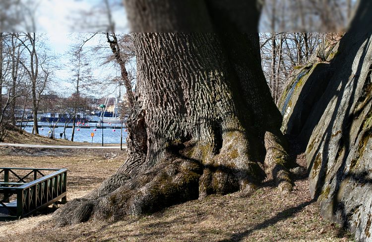 Foten av Prins Eugens ek på Waldemarsudde och Djurgården