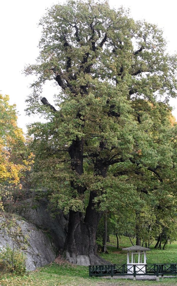 Prins Eugens ek (Quercus robur) på hösten