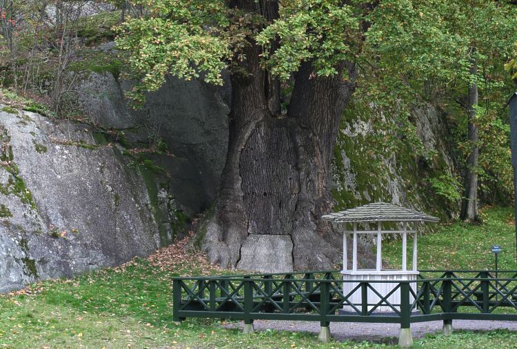 Jätteek på Djurgården