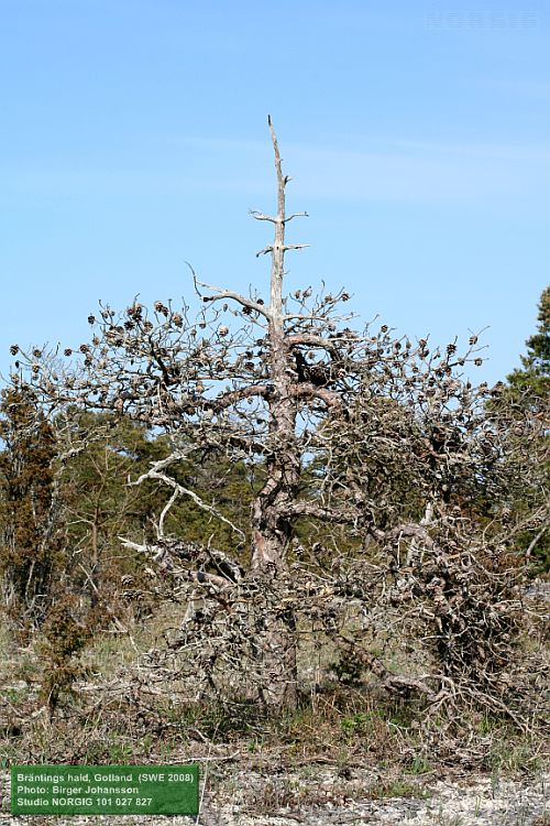 Död tall med kottar, på Gotland
