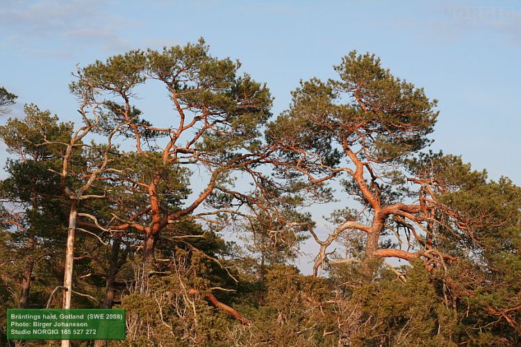 Tallar (Pinus sylvestris) vid solnedgång