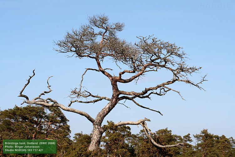 Död tall (Pinus sylvestris)