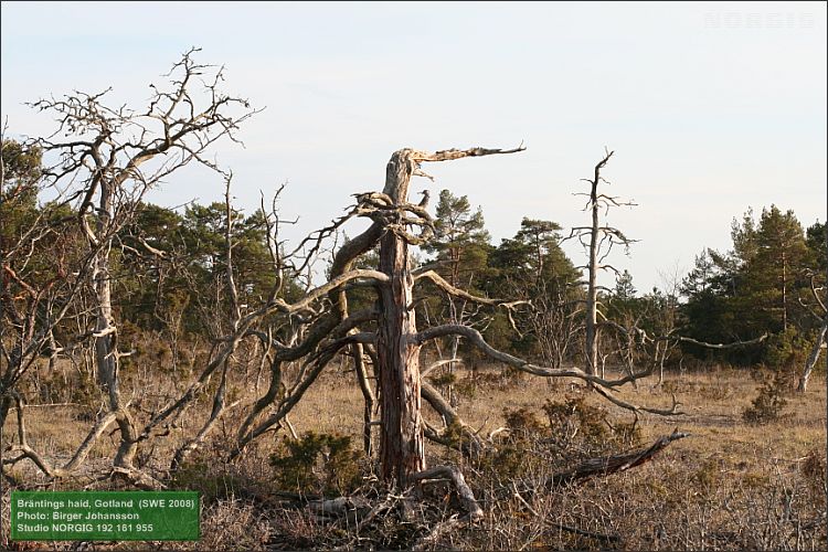 Döda tallar på Bräntings haid