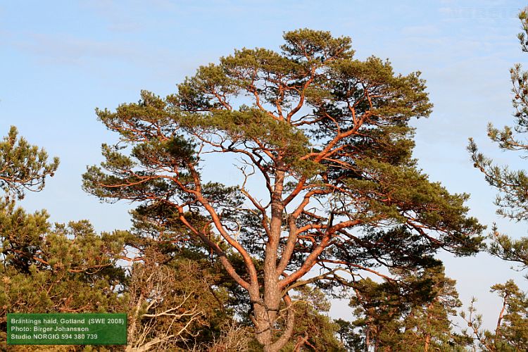 Tall  (Pinus sylvestris) i kvällsljus