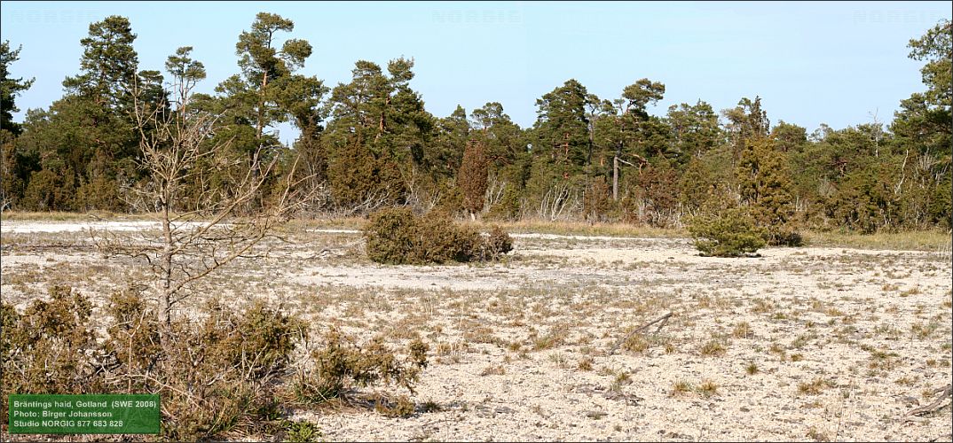 Alvar med kalkgrus, tall och en
