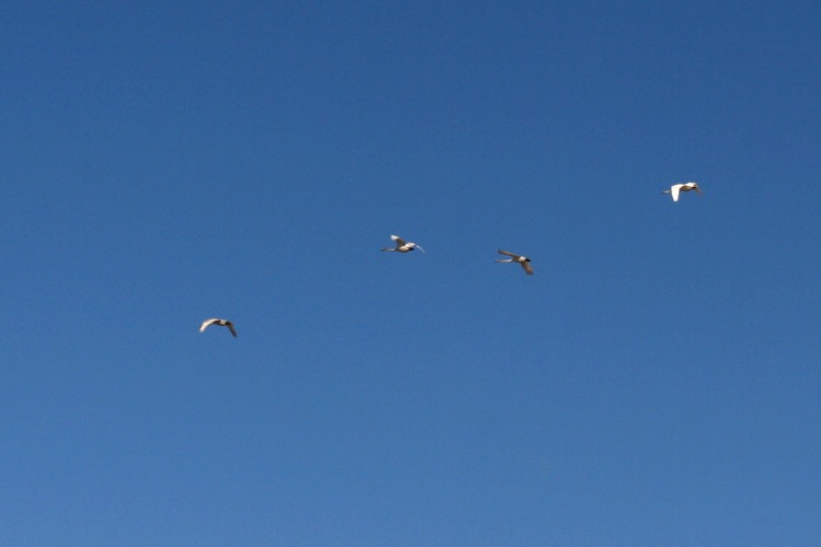 Sångsvanar (Cygnus cygnus)