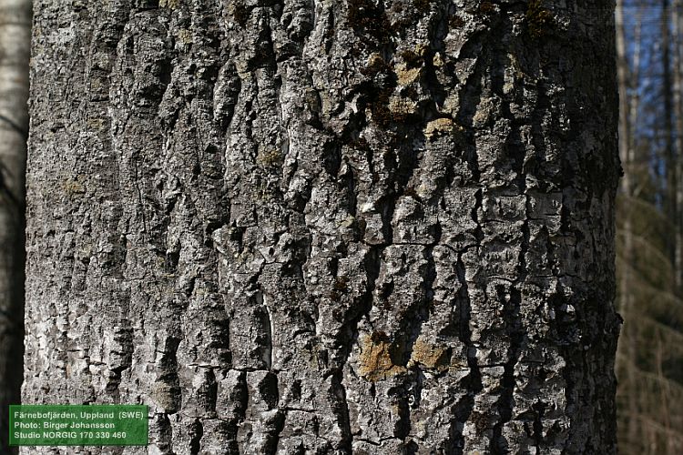 Grov asp (Populus tremula)