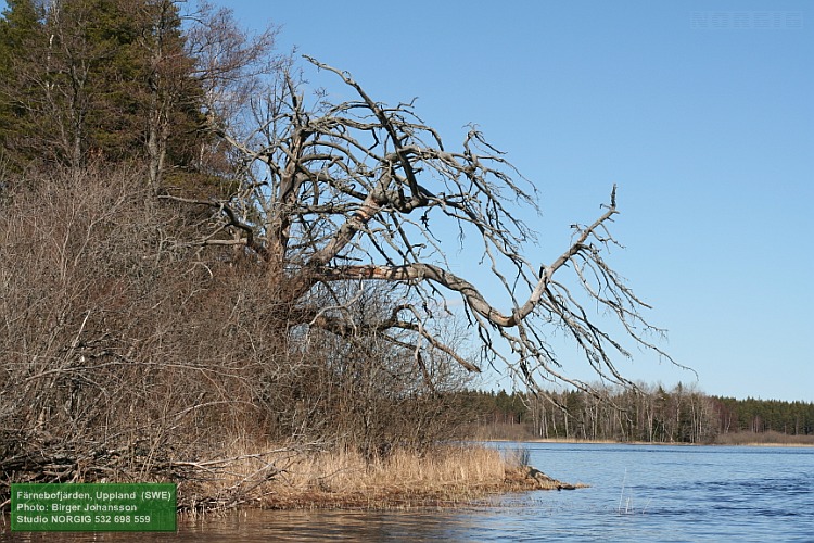 Färnebofjärden