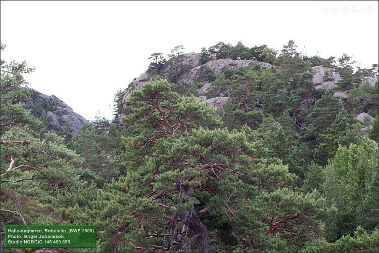 Tallskog på berg