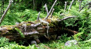 Old spruce log
