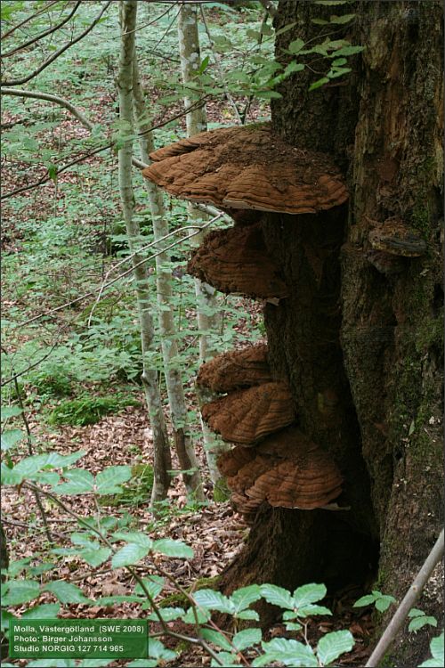 Tickor av släktet Ganoderma