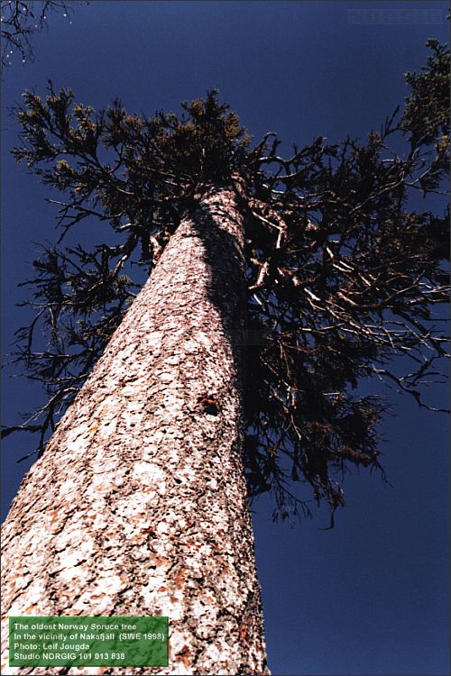 Nordens äldsta gran (Picea abies)