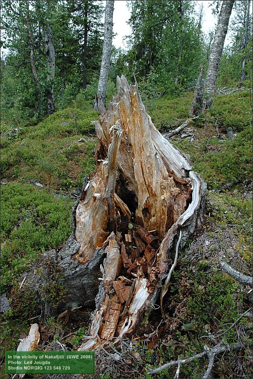 Granstubbe med röta