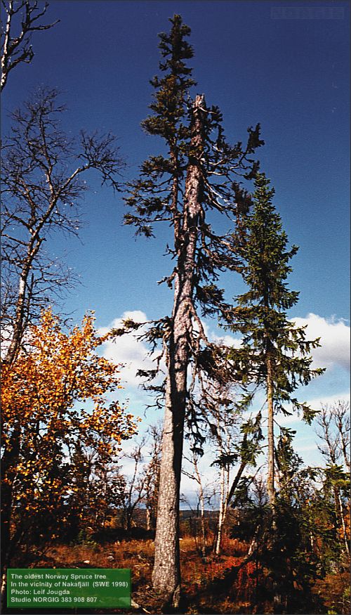 Sveriges äldsta gran (Picea abies)