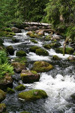 Stream in the Fulu Mountain forest, Sweden