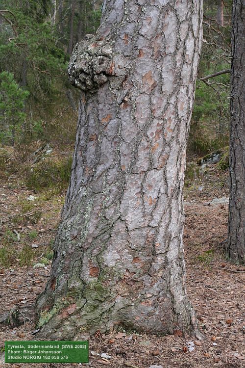 En av de grövsta tallarna i Tyresta