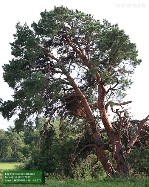Hiirikosken peikkomänty