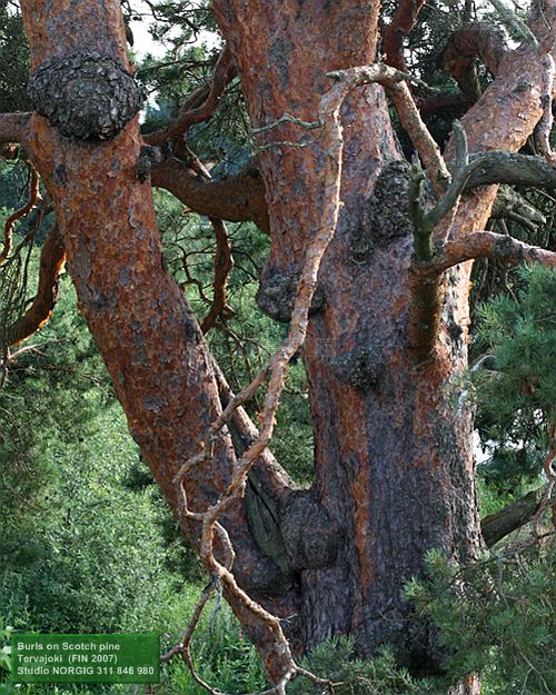Mänty, Pinus sylvestris, pahka