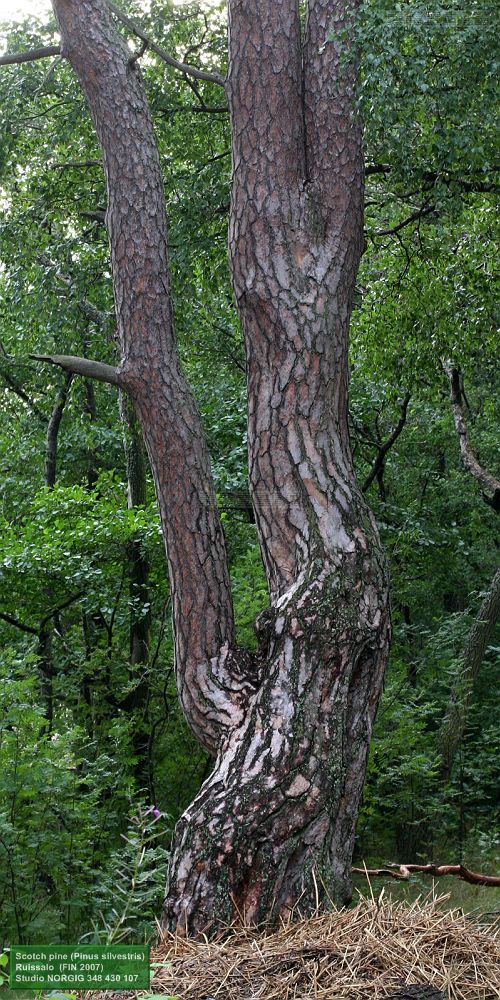 Mänty, Pinus sylvestris. Turun lähellä oleva Ruissalo, Länsi-Suomen lääni