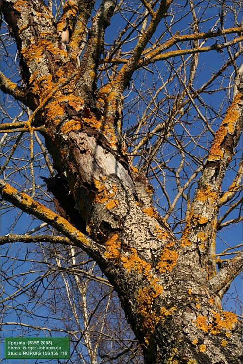 Blå himmel och asp (Populus tremula) med gula lavar