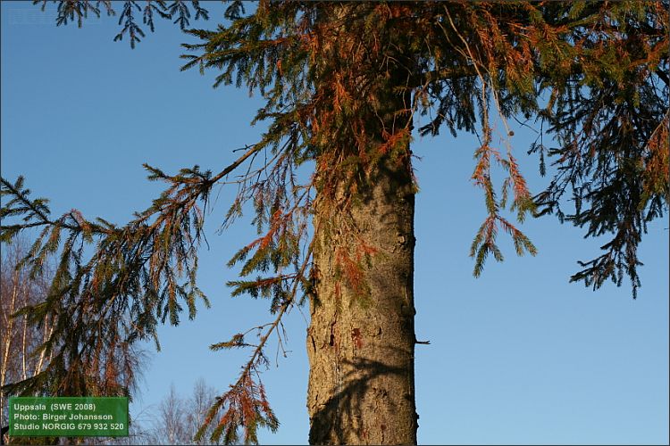 Gran (Picea abies), granstam och grenar mot blå himmel