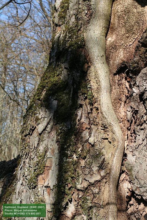 Gammal skogslind, Tilia cordata