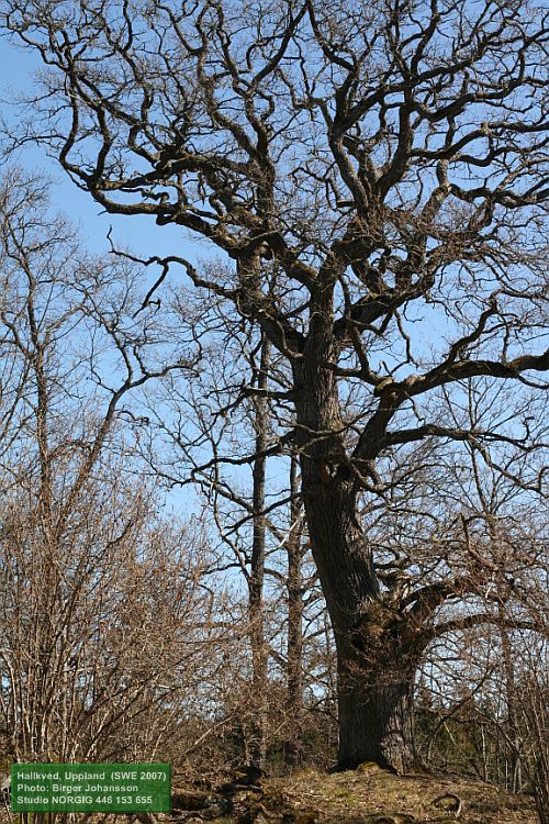 Ek (Quecus robur)