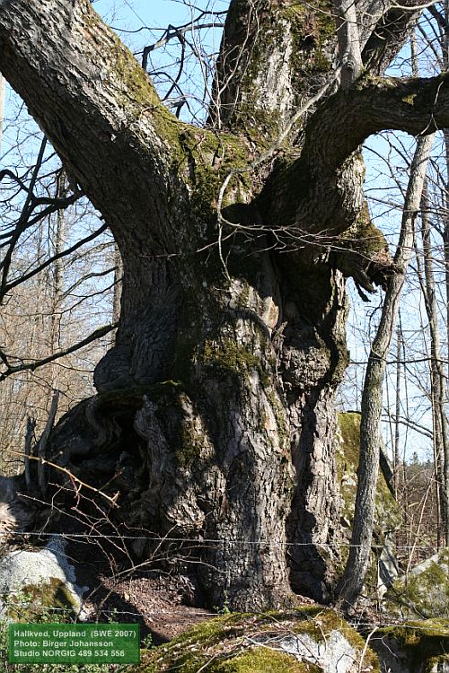 Gammal skogslind, Tilia cordata