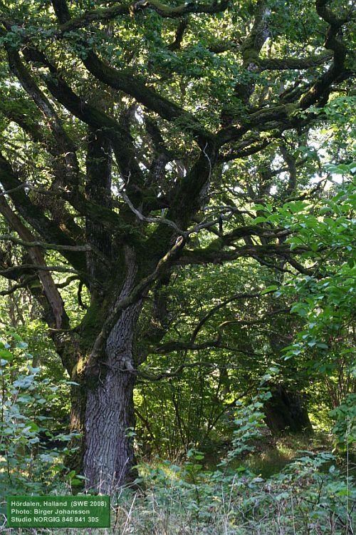 Stor ek (Quercus robur) i Hördalen