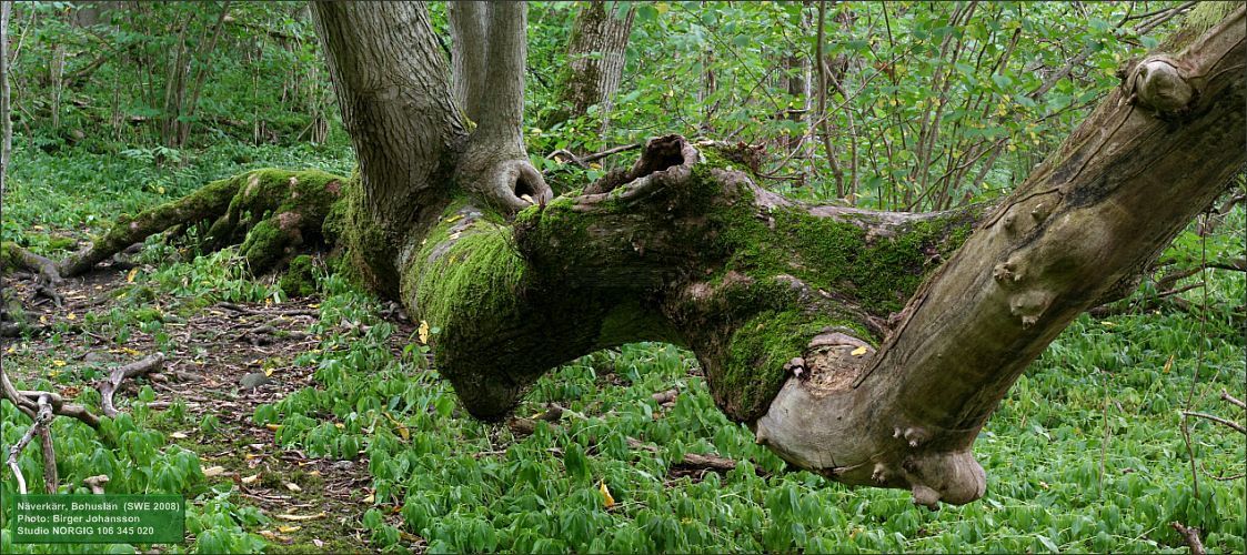 Skogsalm – Ulmus glabra