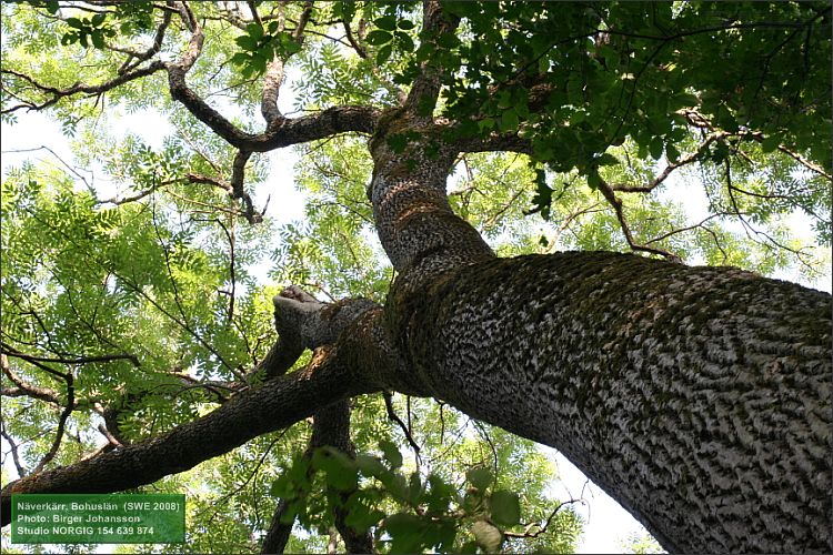 Ask (Fraxinus excelsior)
