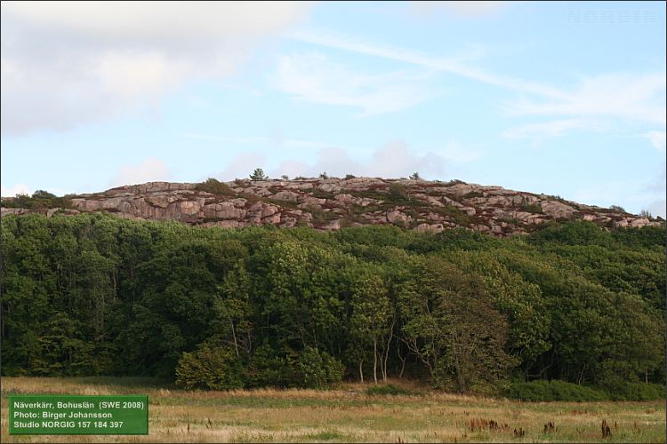 Kustskog i Näverkärr