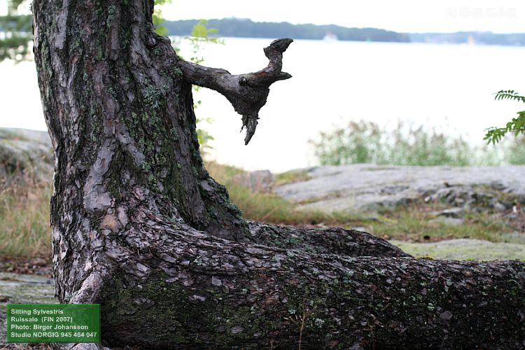 Istuva metsämänty (Pinus sylvestris)