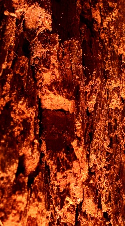 Inside an oak, Quercus robur, decaying oak wood