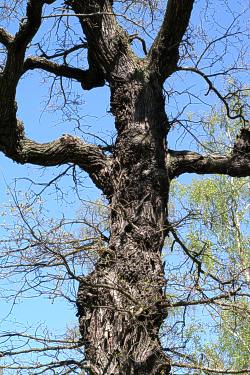 Oak, Quercus robur
