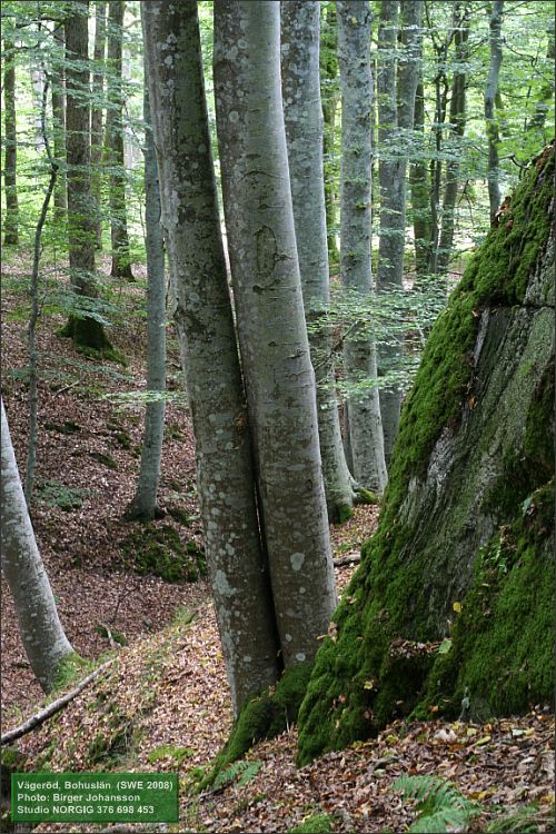 Bokar (Fagus sylvatica)