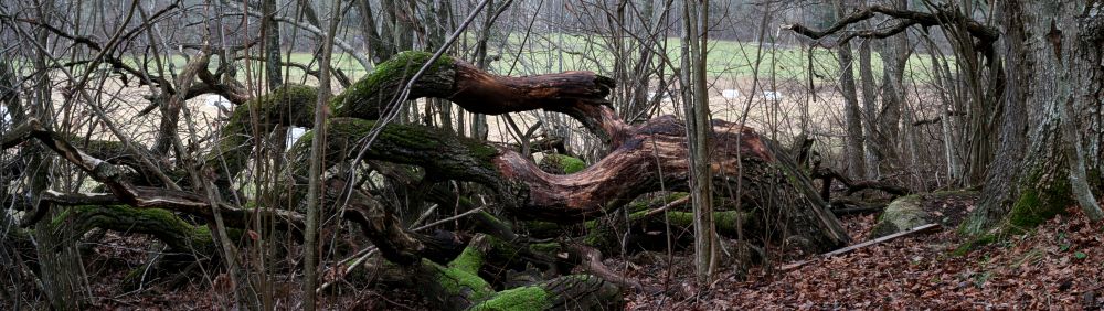 Fallna murkna grenar vid en gammal ek i H&aring;gadalen, Uppsala