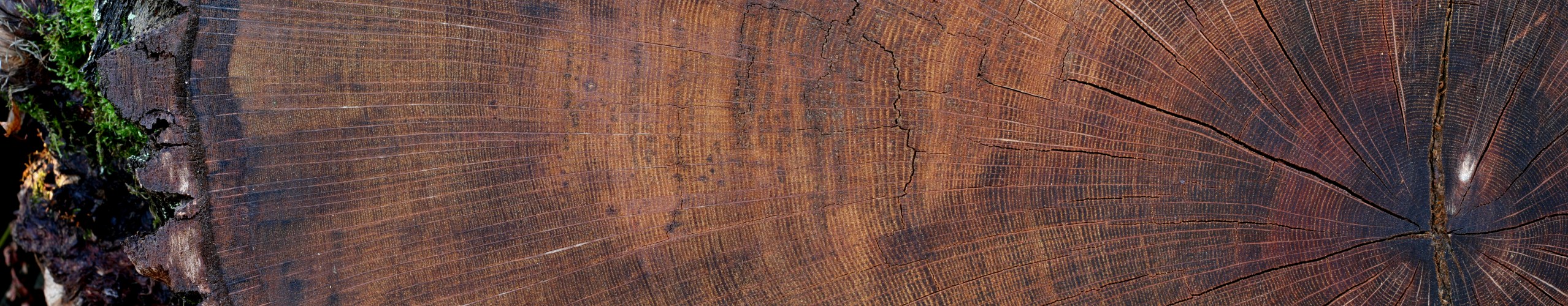 &Aring;rsringar i gammal ek