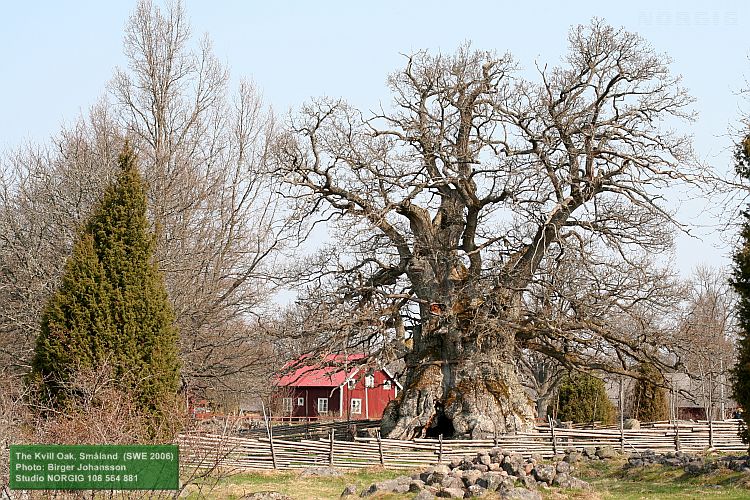 Kvilleken (Rumskullaeken)