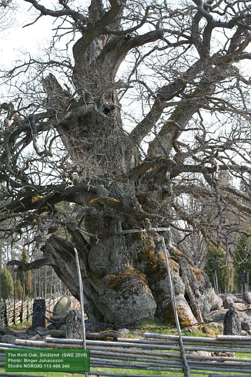 Kvilleken (Rumskullaeken), en ekjätte
