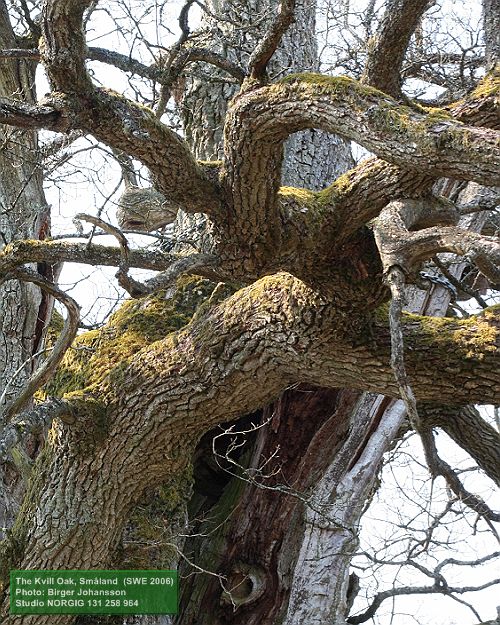 Mossklädda ekgrenar