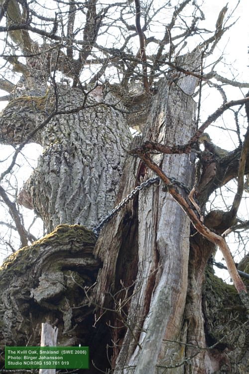 Ekstam och grenar sammanhållna med kedja