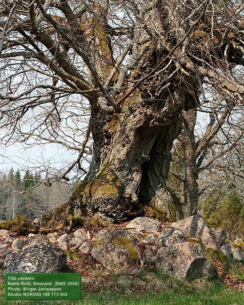 Hamlad lind (Tilia cordata)
