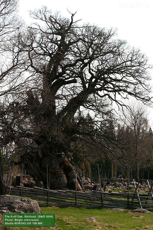 Kvilleken (Rumskullaeken)