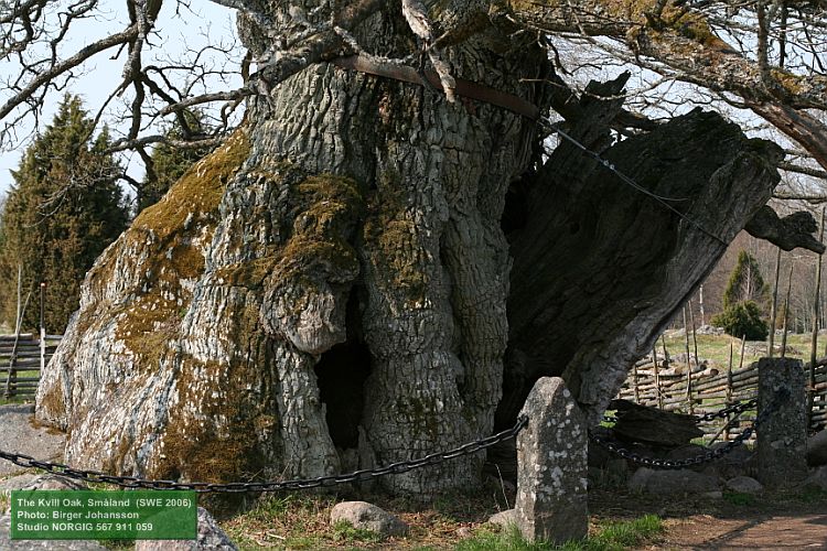 Kvilleken (Rumskullaeken)