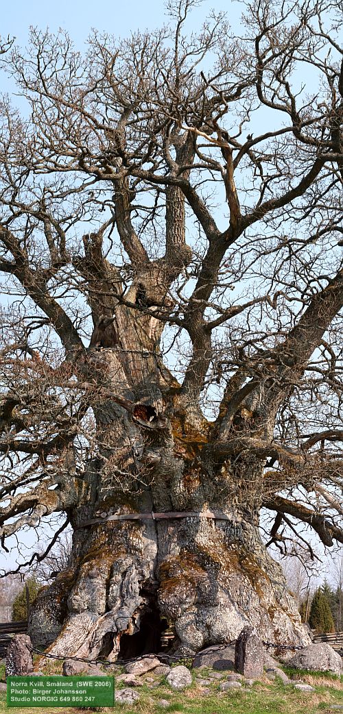 Kvilleken (Rumskullaeken)